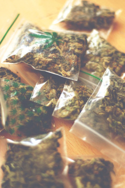 chill-4-life:  Follow for daily weed pics!