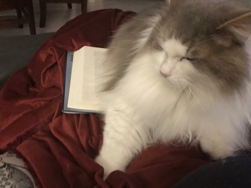 diagonally: My cat is problematic: she won’t let me read :/