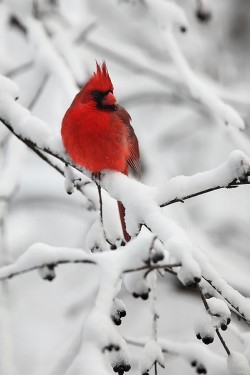 Wonderous-World:  Snowy Perch By Nate Zeman 