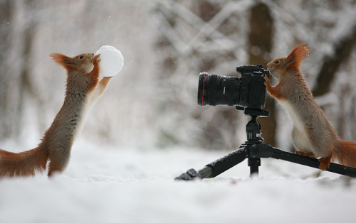 hobbitsaarebas: awesome-picz: Adorable Pics To Celebrate Squirrel Appreciation Day. the giraffe imag