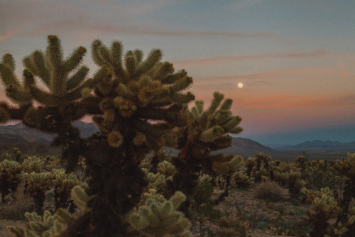 julianajohnsonphoto: Moonrise, Part I Joshua Tree National Park, California March 2017 