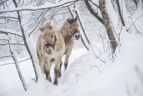 mkristiansen:winter babiesFollow me on instagram Maz_foto &lt;3