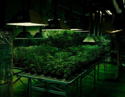 weed-palace:  Discover how to grow your pot