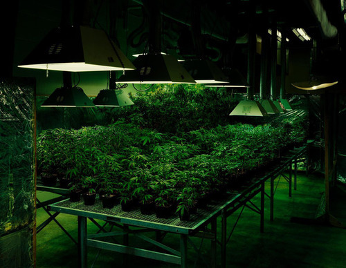 weed-palace:  Discover how to grow your pot here