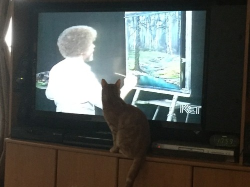 Porn world-of-cats:  Barney watching Bob Ross photos