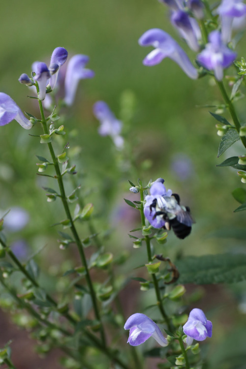 A few flowers for the bumble’s on this September morning.  Early September - Catharpin, Virginia