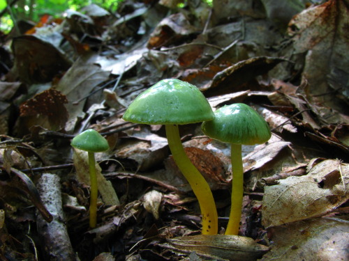 rhamphotheca:  la-mer-qu-voit-danser:  Parrot Waxcap (Hygrocybe psittacina) - native to grassy habitats of Northern Europe, fruiting bodies occur in late summer to mid autumn. 