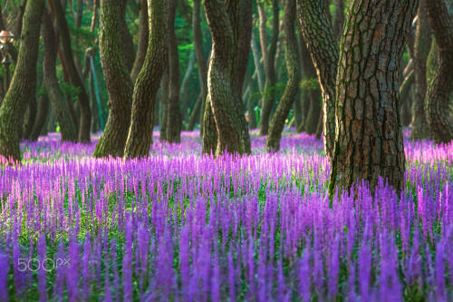 Pine Forest and Pigmundong at Dawn by Sung Hwan Lee Camera: Canon EOS 5D Mark III