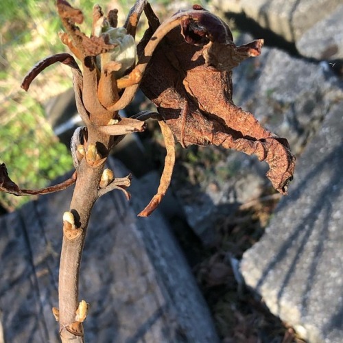 And LOOK!! I was sure the oak leaf hydrangeas died in the winter storms. Not a sign of life. All dea