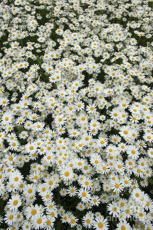 astrology101: The Signs As Flowers: Cancer - Daisies“Daisies, simple and sweet. Daisies are the way 