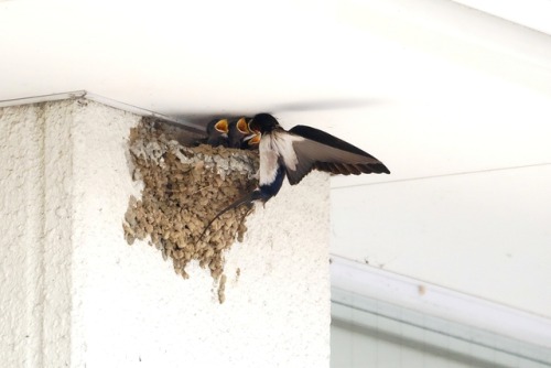 swallows