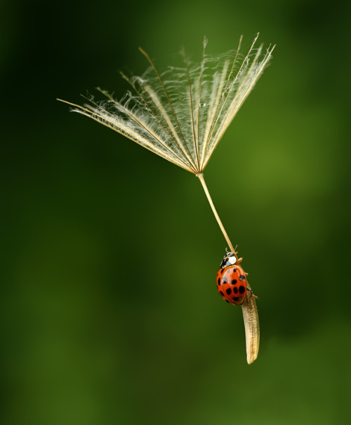 awkwardsituationist:it’s a little known fact that lazy ladybugs will take to flight using the seed h