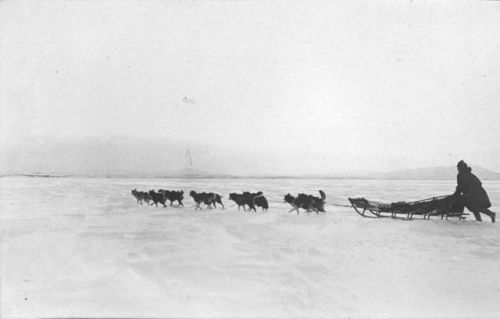 agelessphotography:Dogsled crossing bay on Thanksgiving Day, Alaska, early 1900s(courtesy of the Lib