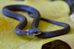 creatures-alive:  Redbelly Snake (by Tristan