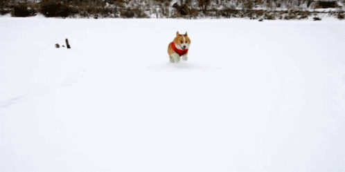 comuss:  Dogs playing in the snow. :) 