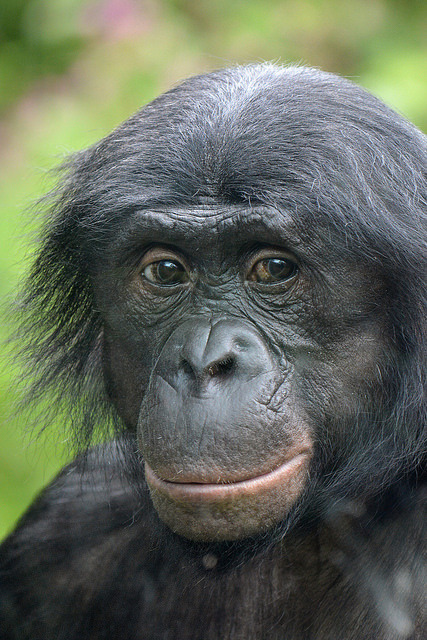 synplynatural:Bonobo by Truus &amp; Zoo on Flickr.