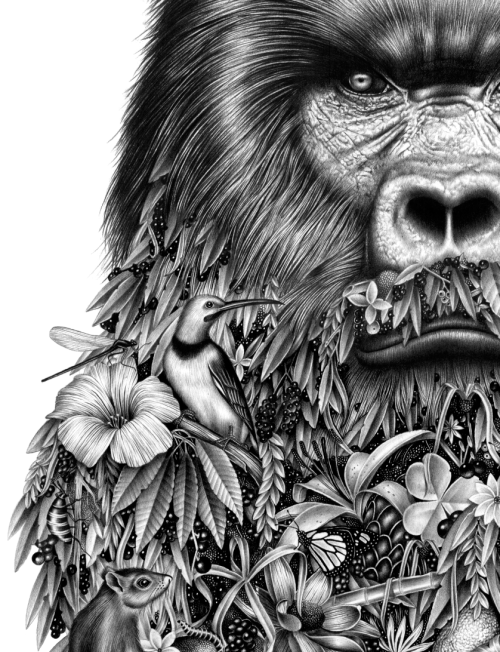 art-and-fury: Le Gorille - Violaine &amp; Jérémy  (see)