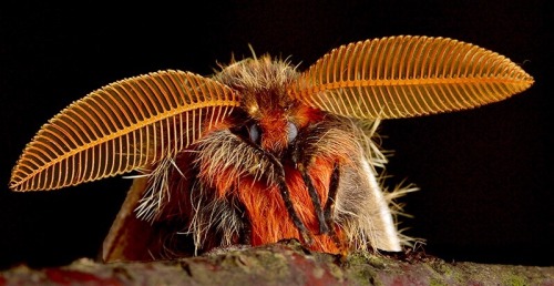 Male Chilean Silkmoths, Ormiscodes Schmidtnielseni, Saturniidae