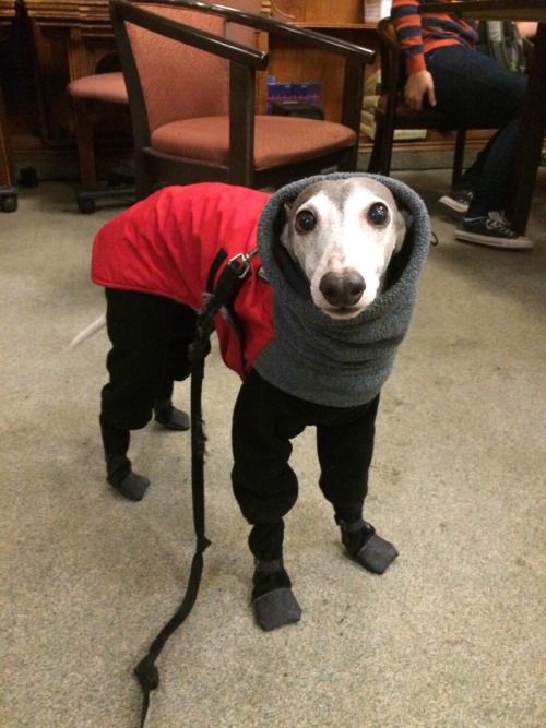 awwww-cute:  My boss’s Italian greyhound is terrified of Canadian winters