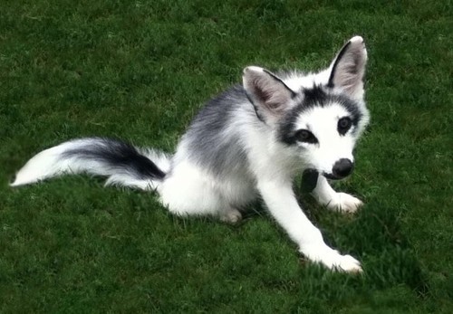 Porn photo blazingsonicfan:  Canadian Marble Fox Precious!!!