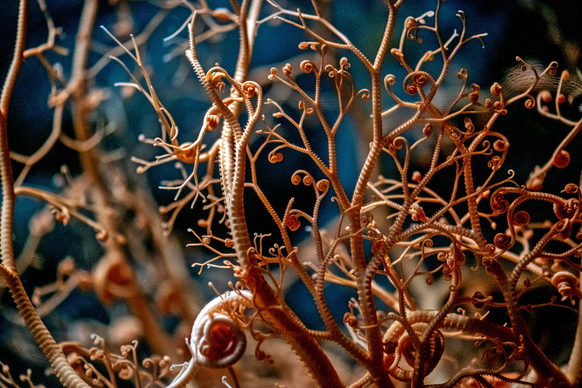 Monterey Bay Aquarium on Tumblr: Tfw you just wanna catch ALL THE