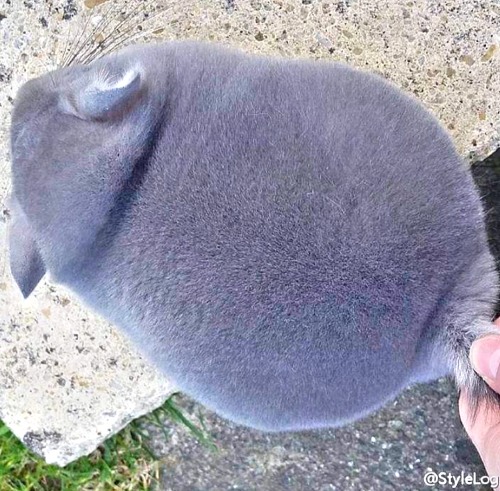 his-shining-tears: Super fluffy chinchilla!