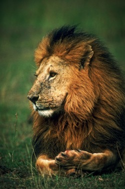 phototoartguy:  Lion by Ray Feeltory