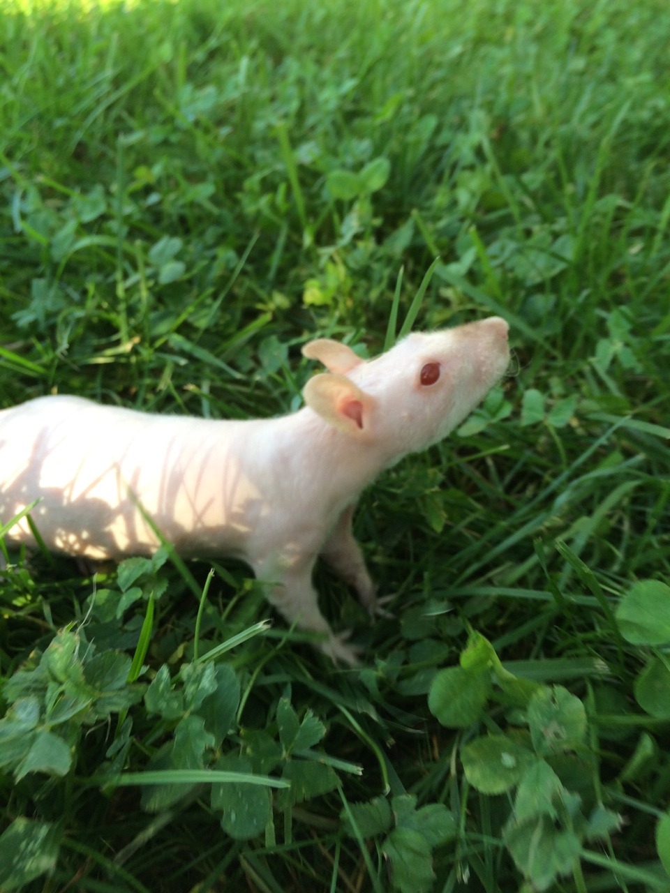 peachtml:  peach likes being outside!!