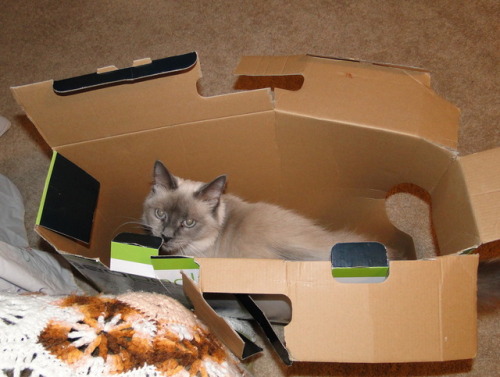 Yeah, I’m in your box, got a problem with that?“ Trisket(submitted by @kindnessiseternal