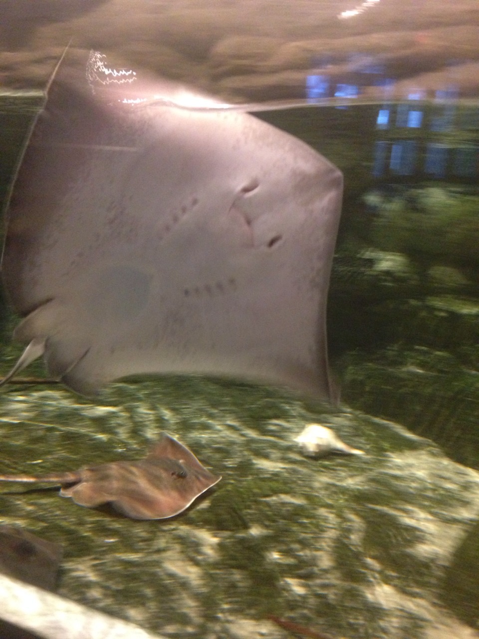 I love these creatures