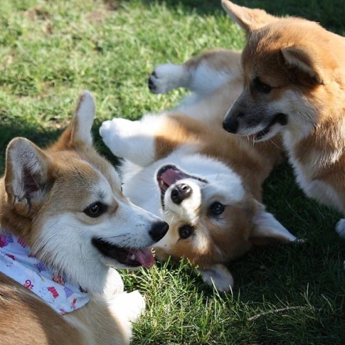 This fella is having the time of his life, being surrounded by @knivesthecorgi and @ellielovesfetch!