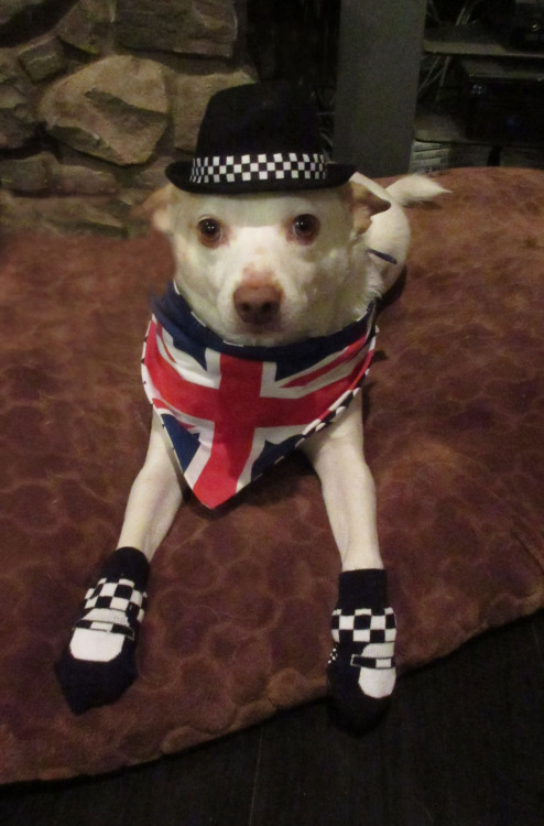 Here’s world famous dog model, Rory, modeling the latest in Harajuku Lovers Pets fashion by Gw