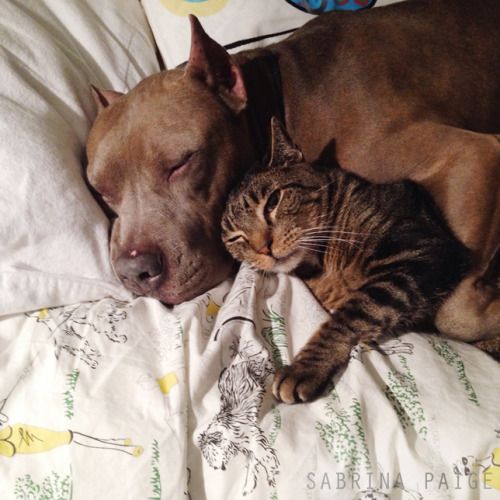 XXX :  Lessons in cuddling: Pit bulls and tabby photo