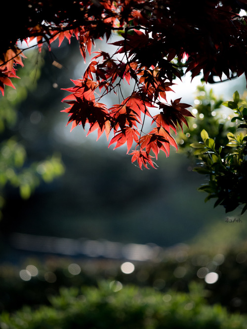 先日のことですがいつものお寺へ。淡い桜色の景色もすっかり若緑色になって、そこここに挿すように紅が輝いておりました。穏やかな光の中、ねこさんたちはご飯までそれぞれの時間をそれぞれ楽しんでいました。Pea