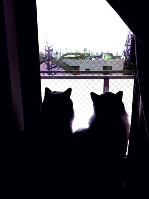 My cats. Milk and Sugar. They are looking for something.  What are you looking for? Please tell me.