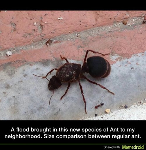 ostensible-thoughts:  justanasshole:  You should really finish that game of Jumanji…  cerealcomic arielalia