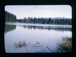 slideofthetimes:  August 1970 // lake //