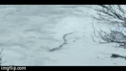 unexplained-events:  The Iceland Worm Monster Also known as The Lagarfljótsormur/Lagarfljót