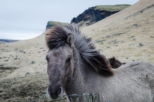 contentsmaydiffer:  icelandic horsies got the best hair.