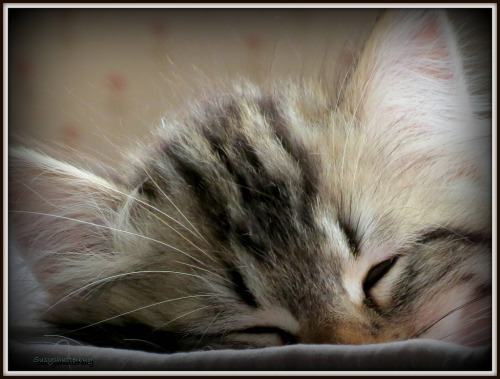 Billy 1 (by susyshutterbug)