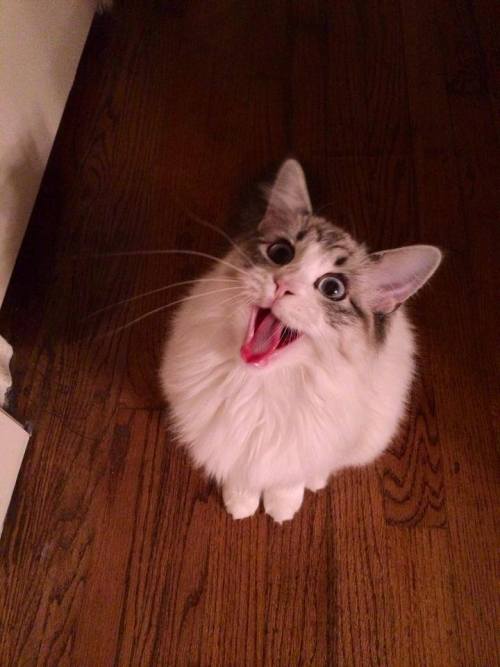 kimkardashingthroughtthesnow:cuteness-daily:Seven the Kitty &ldquo;The cutest cat in the wo