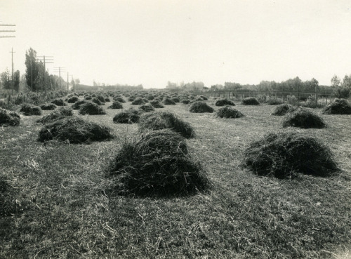 Deer Flat Wheat Field (c. 1920).  The reverse of the first photo says, &ldquo;Wheat in shock, Deer F