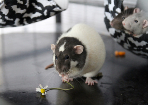 My moms easter present for the boys:Daisies and Dandelions <3