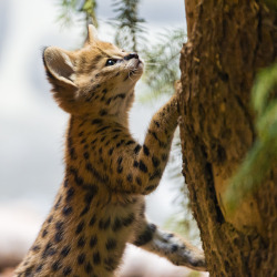 magicalnaturetour:  Serval kitten trying