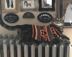 walkinglick-talkingbrick: 🎃😻