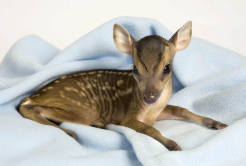 awkwardsituationist:this muntjac fawn, photographed by jeff moore at the tiggywinkles wildlife hospi
