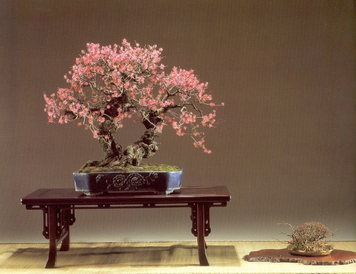 shoesandbonsai:  The many faces of Japanese apricot bonsai An unusual twin trunk style. Instead of a clear hierarchy (big trunk, small trunk) the two trunks grow and bloom in harmony. The rugged bark and seemingly random branches are complemented with