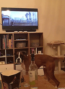 thenatsdorf:  Boxer see, boxer do. [full video] 