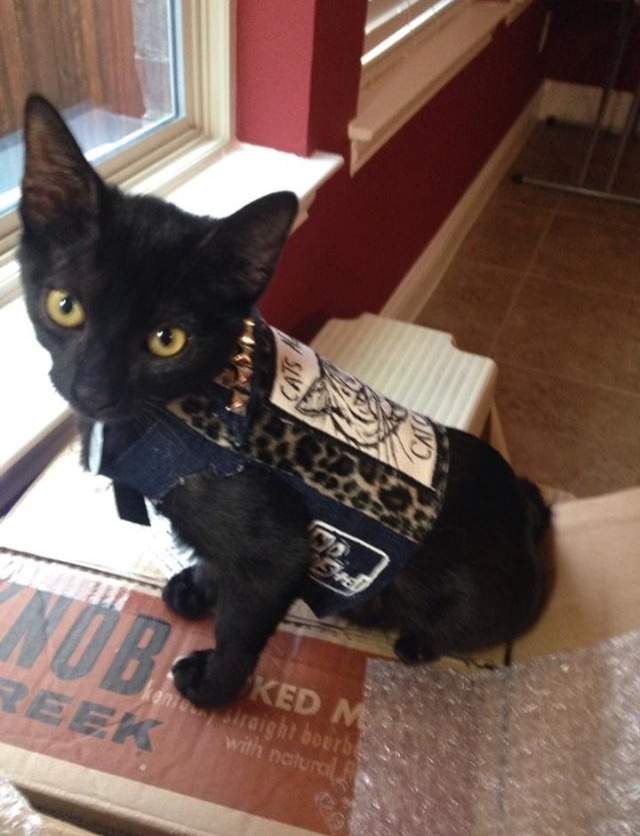 sheissogay:  My friend Michelle had her cat a jacket and I’d say it’s pretty