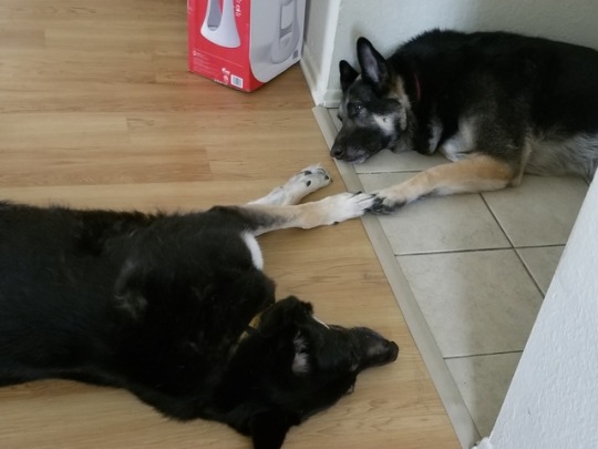 Porn photo My dogs were holding hands while sleeping